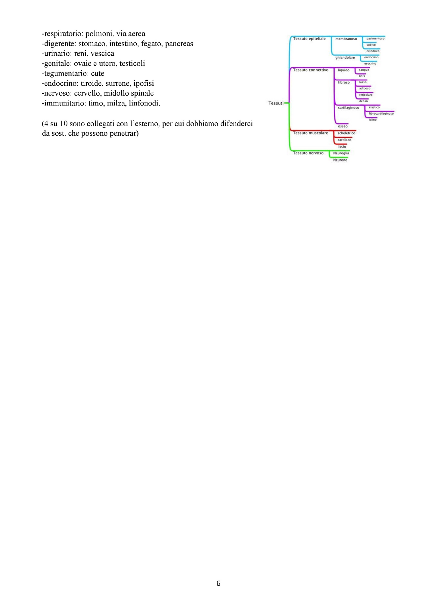 Anatomia Umana